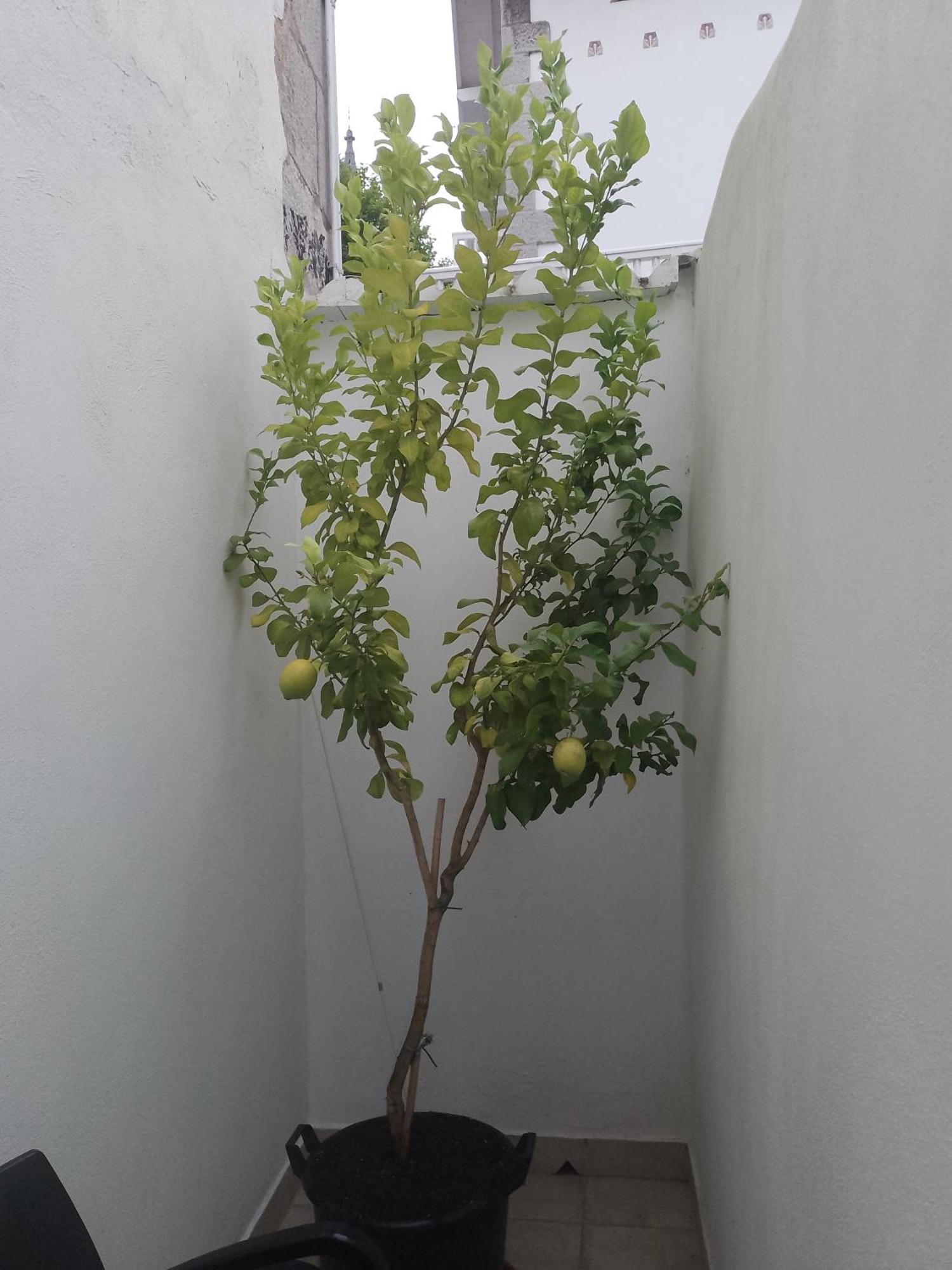 Apartment Atalaya